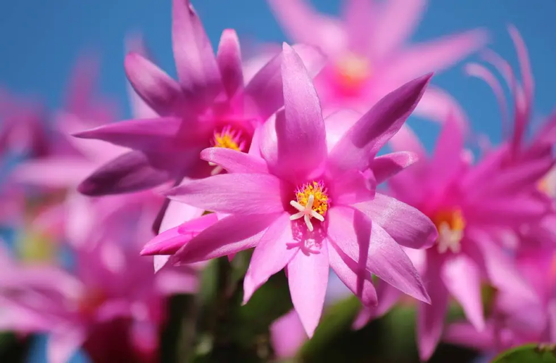 Consejos para cuidar el cactus de Navidad. (Pixabay).webp