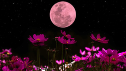 Luna Rosa de abril 2024: los mejores rituales para llamar a la abundancia