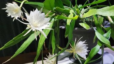 reina de la noche: el cactus colgante ideal para terrazas y balcones