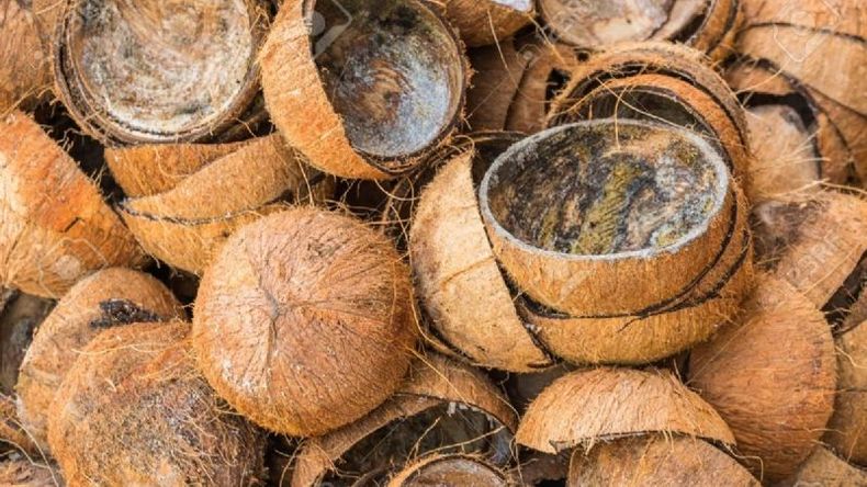 Egomanía Insatisfactorio Más lejano Utilizan cáscara de coco para eliminar el arsénico del agua de los ríos
