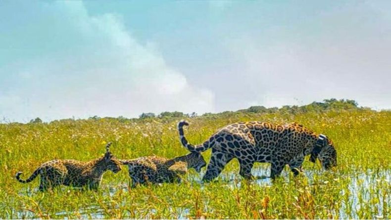Yaguaretés en los Esteros del Iberá. (National Geographic)..jpg