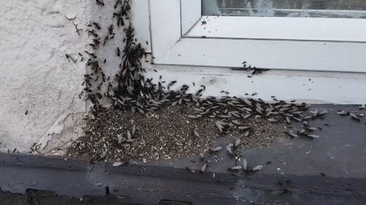 Sorpresa por invasión de hormigas voladoras en varias zonas de Pilar