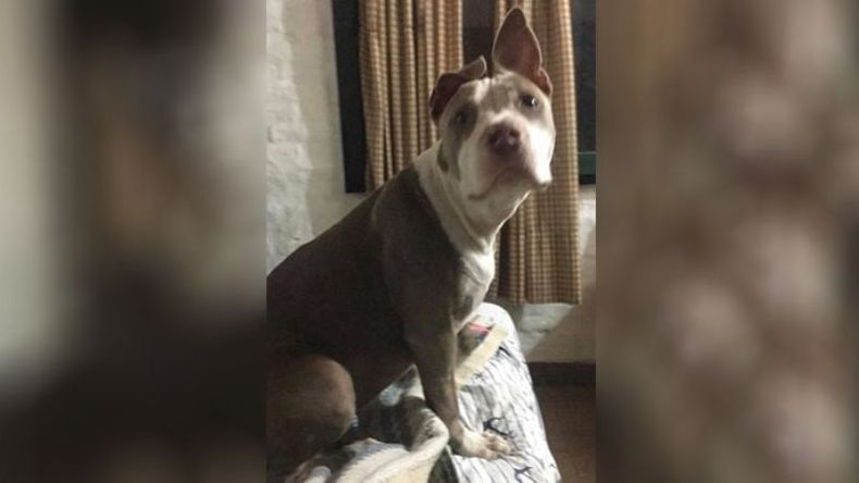 Tiene 5 meses, se perdió en la zona de Parque Irizar, Pilar. Por favor, estoy re triste. Se llama Alma. La quiero encontrar, es muy bebé. Candela Rodríguez..