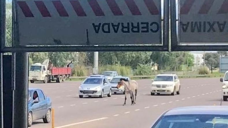 El animal, desorientado en el ingreso a las cabinas del peaje..