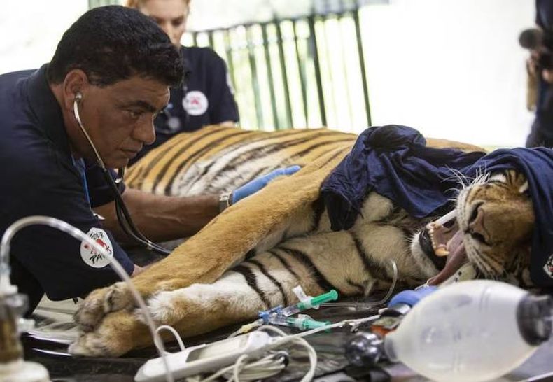 El doctor Amir Khalil es conocido en el mundo como "el veterinario de guerra". Tuvo a cargo la evaluaci&oacute;n de los animales del ex Zool&oacute;gico de Luj&aacute;n.&nbsp;