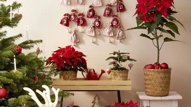 plantas para decorar tu casa esta navidad