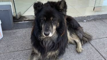 Este perro está abandonado o perdido en la panadería frente a la YPF del ACA. Pueden compartir así encuentra a su dueño o un nuevo hogar? No tiene dientes abajo y pareciera que no ve bien. #Pilar. Jesi / @jesi_cel..