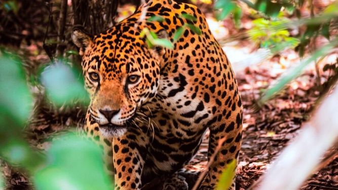 Misiones hace historia con el primer Seguro del Yaguareté del mundo
