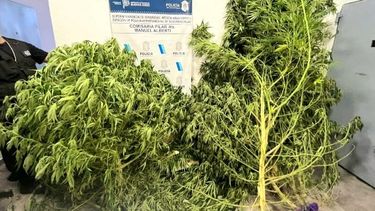 Las plantas de marihuana halladas en una casa de Manuel Alberti.