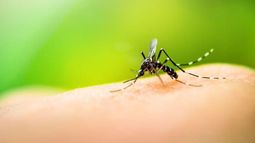 Posible caso de dengue en el Falcón
