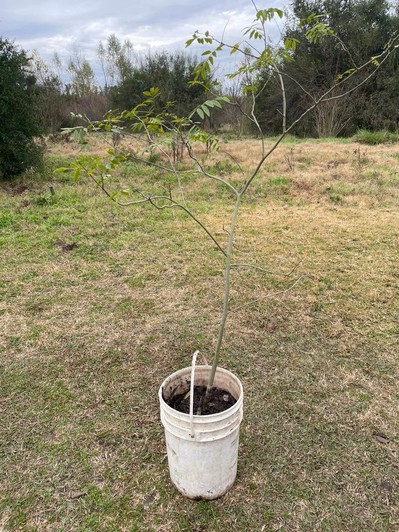 El ejemplar de bugre que se plant&oacute; en honor a Nora Corti&ntilde;as en la Reserva Natural de Pilar.