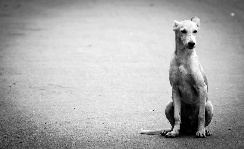 PERRO GRIS.jpg