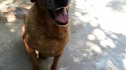 Toby, en adopción