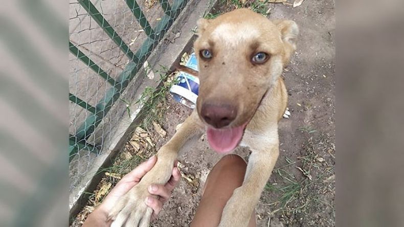 “Miren qué hermoso que es. Se encuentra ahora en Fátima, Pilar. Estamos tratando de ubicar a los dueños!!! Por favor, me ayudan a compartir?”. Euge (@QuantumEuge)..