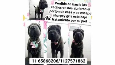 Se perdió el día miércoles 8 en Del Viso, barrio Los Cachorros. Shar Pei hembra, dos años. Está bajo tratamiento por su piel, por favor no sé dónde más publicar. Vale Alfonso..
