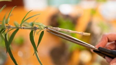 truco de jardineros para enraizar y reproducir plantas