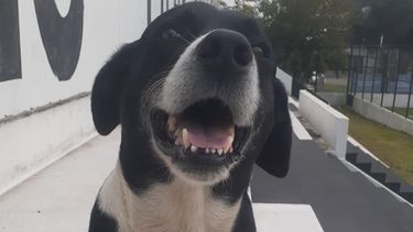 Felipe: ¡Un perro que te sigue a todas partes Monarca!&nbsp; 