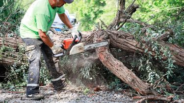SEIS DÍAS DE TRABAJO. En total cayeron 2.326 árboles.