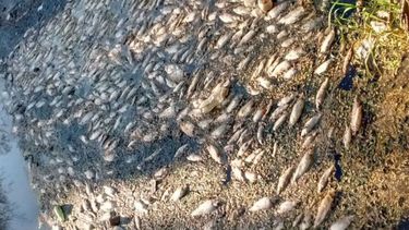 CENTENARES. Los peces aparecieron en la zona de la Reserva Natural. .