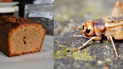¿Grillo en polvo? ¡Se viene comer bichos!