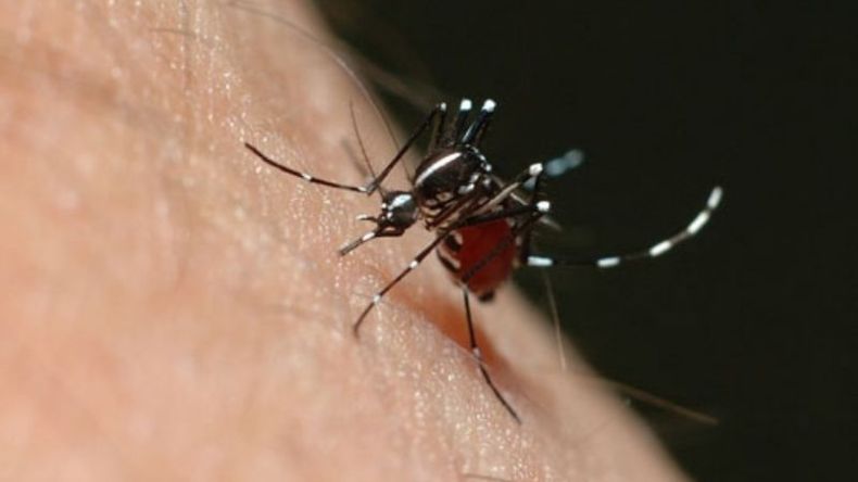 Mosquito, el agente transmisor..