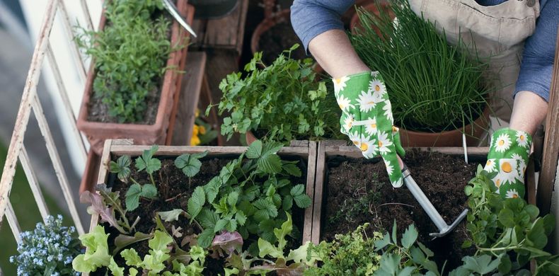 Agosto: comenzar la siembra de primavera-verano. (Shutterstock).