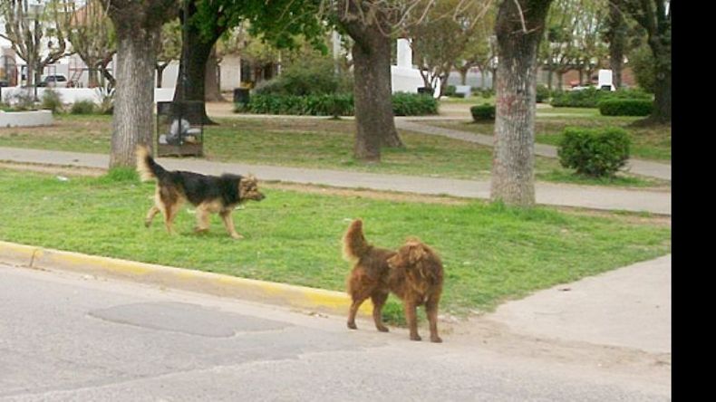 Los perros en las calles son una de las preocupaciones vecinales..