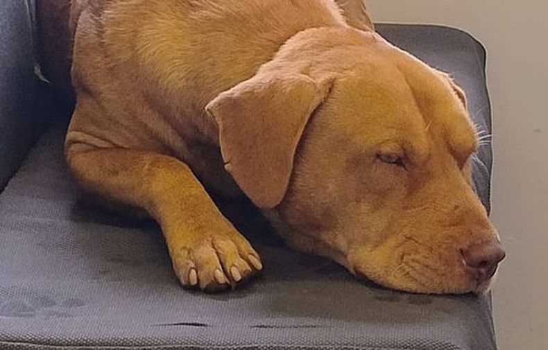 Durmiendo en tren (San Martín) hacia Retiro 10,30hs. Hermoso animal. Bien cuidado. Muy joven. Marcela Veronica Ferrero.