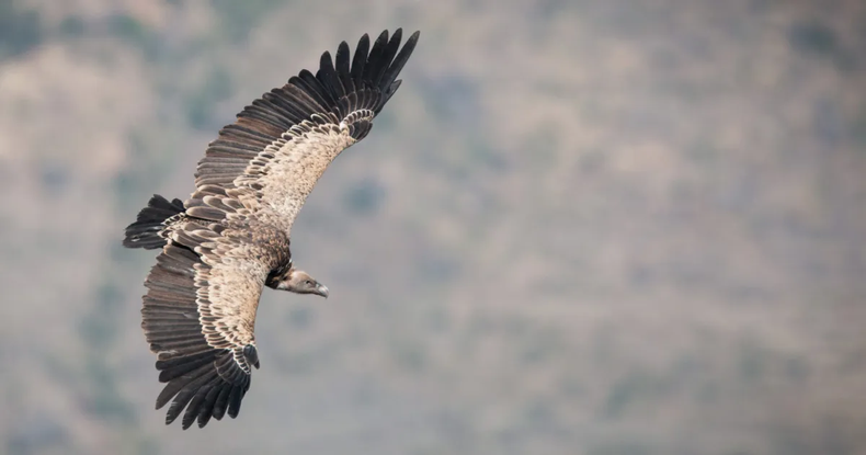 El buitre de Rüppell posee el récord de vuelo más alto. (twistedsifter.com).