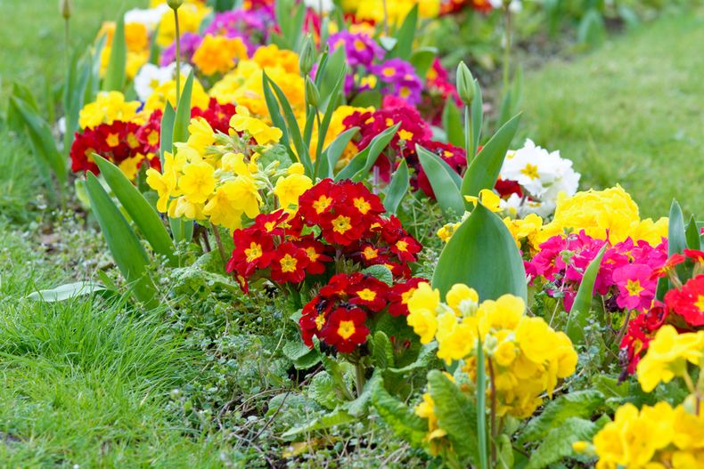 ¿Cómo cuidar las flores de primavera? (armony.cl)..jpg