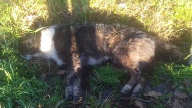Los animales fueron asesinados en un perímetro de pocas cuadras..