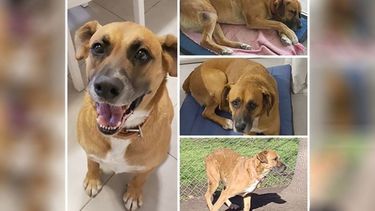 Se perdió mi perro Max. Zona Ruta 8, km 44,5- Del Viso / Pilar. Por favor difundir! Recompensa: $40.000. Alina / @aletaaib..