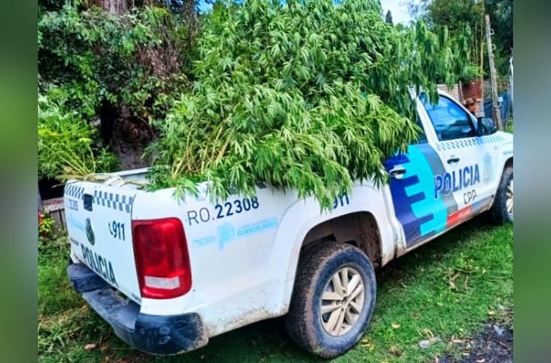 Un patrullero se lleva las 18 plantas que estaban en el patio de una casa.