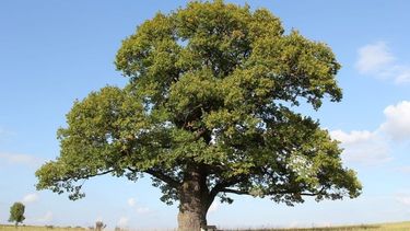 MIL AÑOS. Puede llegar a vivir un ejemplar de roble. .