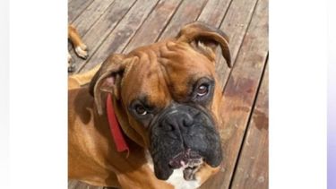 God tiene 3 años y está perdido desde el viernes.&nbsp;