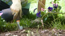 Septiembre: la primavera golpea la puerta y el jardín pide acción