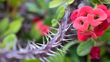 plantas para la pascua: la suculenta corona de cristo o espinas de cristo