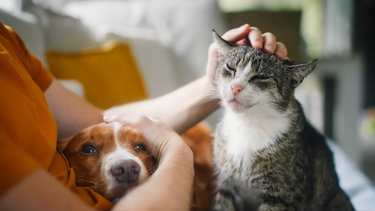Banco Provincia lanzó un seguro para mascotas con tres planes, asistencia veterinaria, cobertura ante imprevistos y contratación online para perros y gatos.