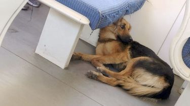Viajó tranquilo sin molestar a nadie y sin ensuciar, no como otros animales... Digo, como otros pasajeros. Braian Choque. .