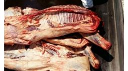 ALIMENTO, DE ANIMALES. La carne fue llevada al zoológico de Luján..
