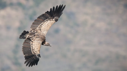 ¿Cuál es el ave con el vuelo más alto?
