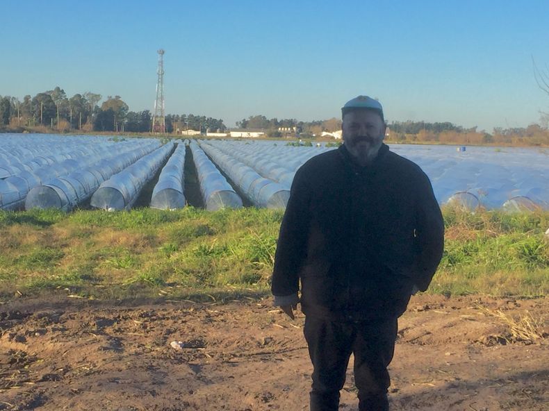 EN EL CAMPO. El ingeniero agrónomo Fernando Badiali en un campo de frutillas de Pilar. &nbsp;