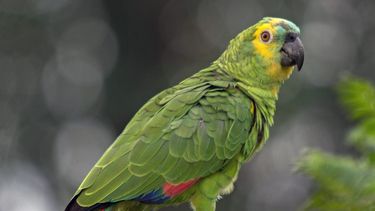 Lanzan una campaña para evitar el tráfico de fauna