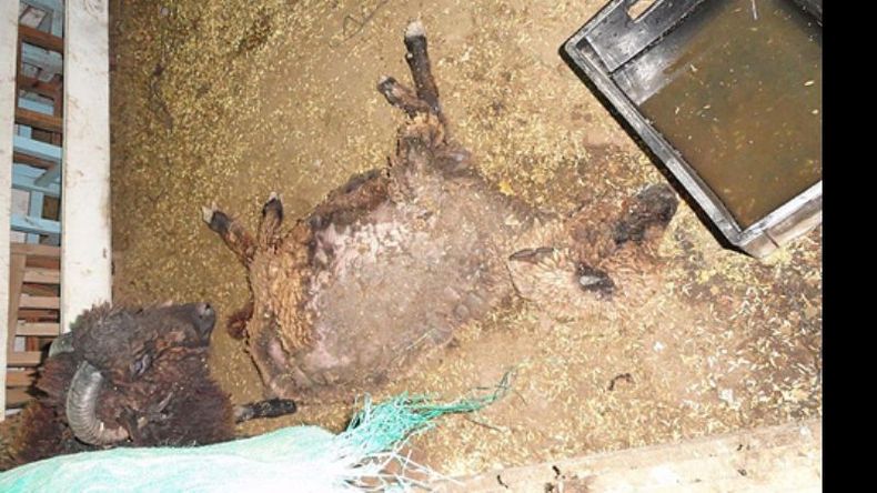Una oveja muerta, fotografiada por una visitante..
