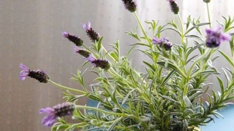 f800x450 107088_158534_5050.jpg