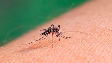 Se registraron 29 casos de dengue confirmados, de los cuales 16 son autóctonos sin antecedentes de viaje, 10 importados y 3 siguen en investigación.