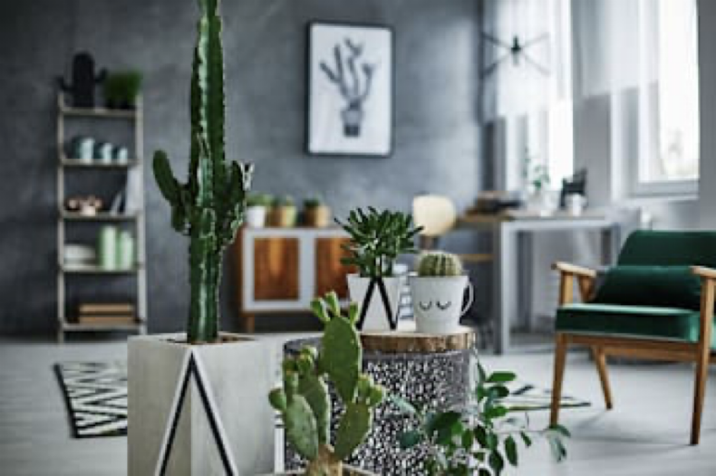 Cactus sanos.png