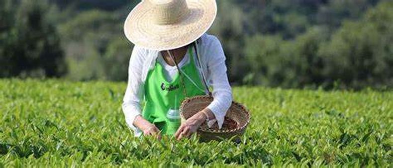 Argentina es el mayor productor de hojas de té en América. (larutadelte.com.ar)..jpg