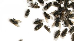 Los vecinos piden que la municipalidad intervenga controlando los establecimientos vecinos que generan la presencia de moscas..