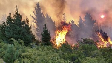 Foto: Argentina Forestal..